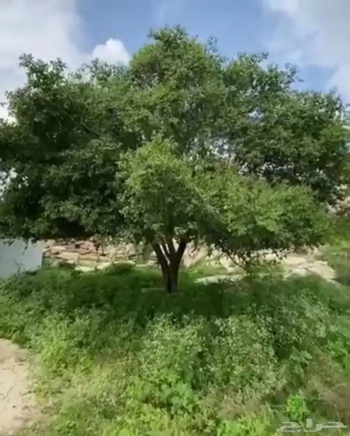 شتلات شجرة النكر او التمار النادره 3