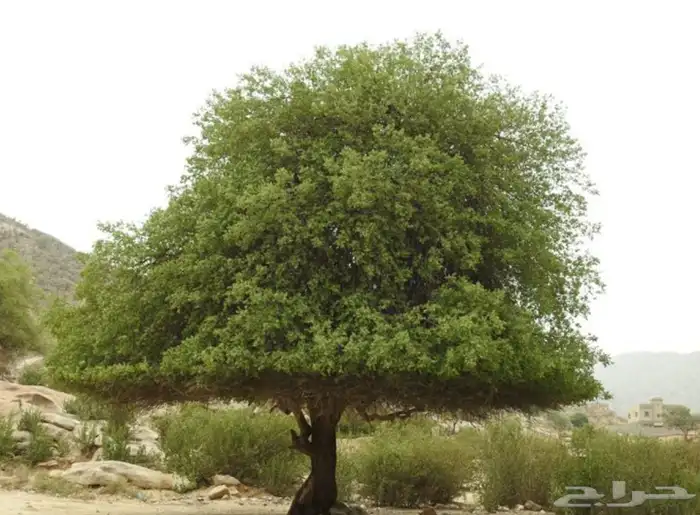 شتلات شجرة النكر او التمار النادره 4