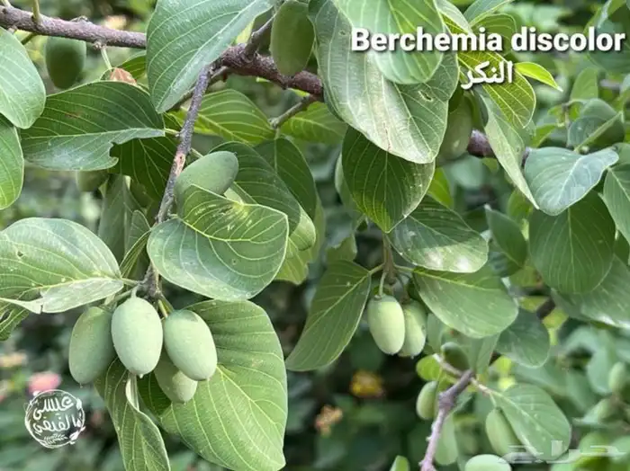 شتلات شجرة النكر او التمار النادره 0