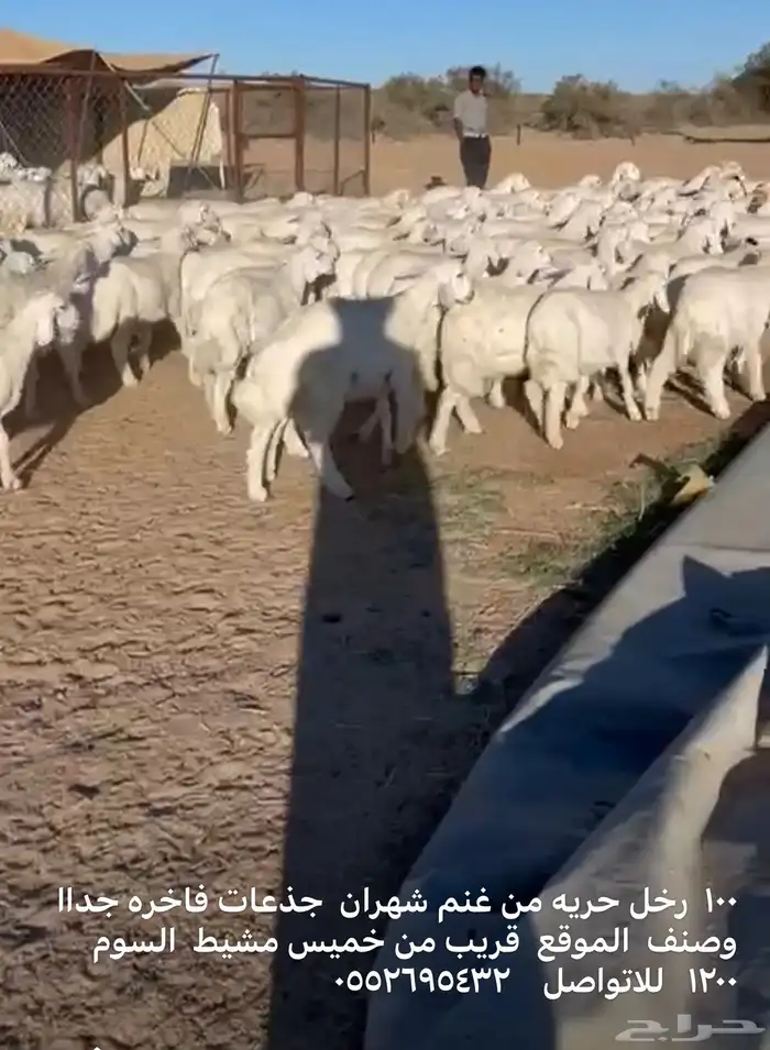 اظاحي طيبه خرفاوسعر طيب وعرض طيبه وناريه بيع جمله وتفريد 0