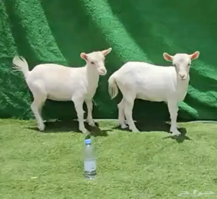 الماعز القزم 19