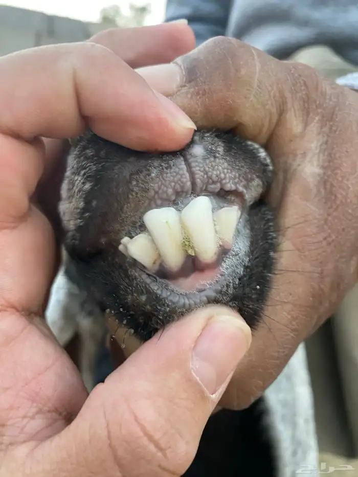 عنز عارضية دافع رباع(تم البيع) 19