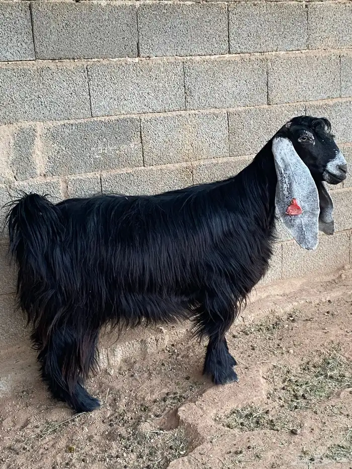 عنز عارضية دافع رباع(تم البيع) 17