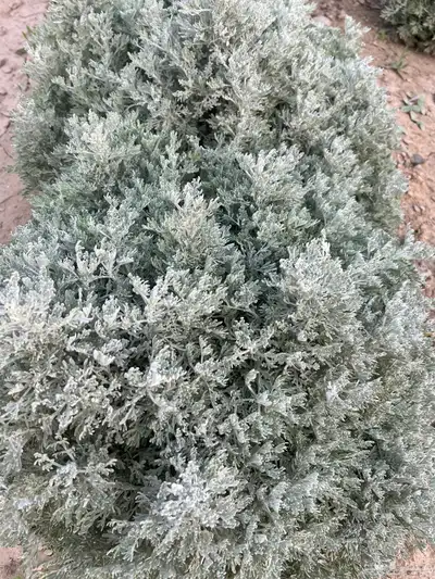 بعيثران طازة أخضر 0