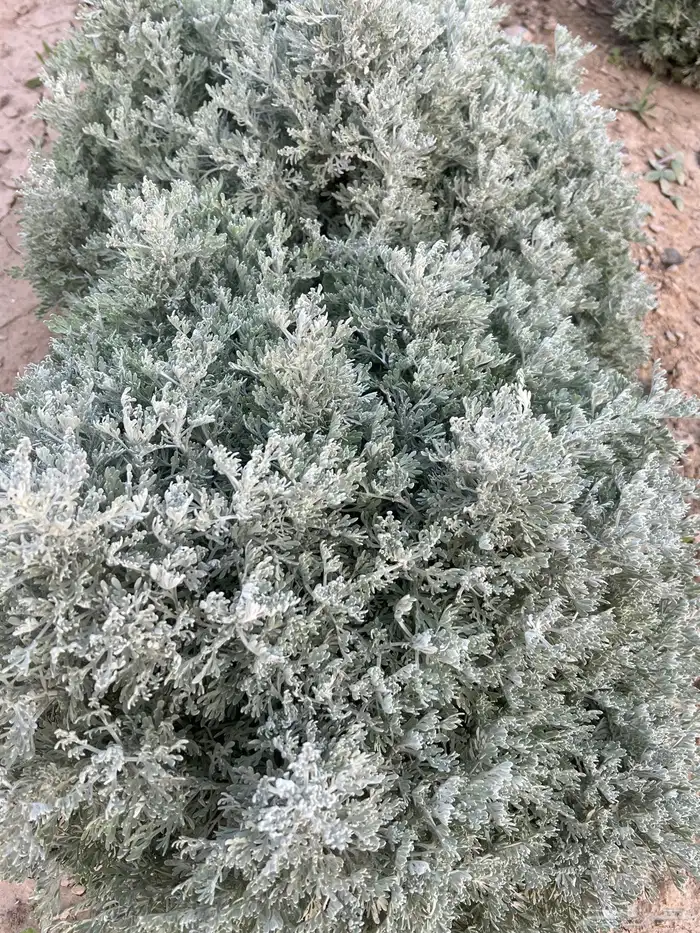 بعيثران طازة أخضر 0