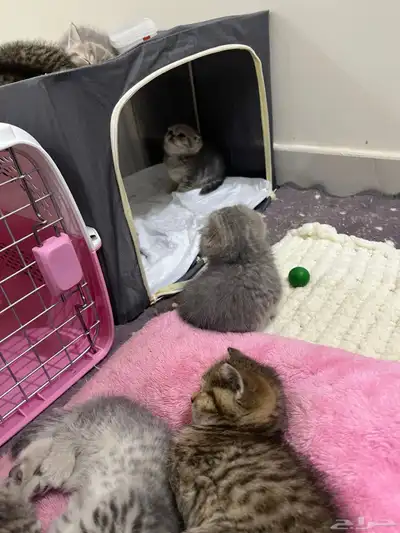 قط ذكر للتزاوج (سكوتش فولد) نوعية ممتازة Scottish Fold 30