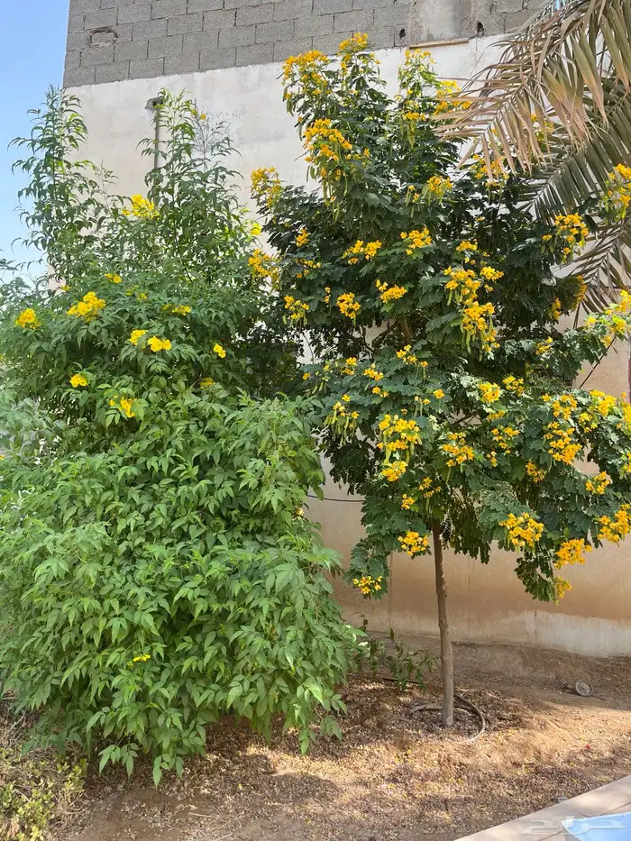 شتلات أكاسيا ورد اصفر والورد الدائم 3