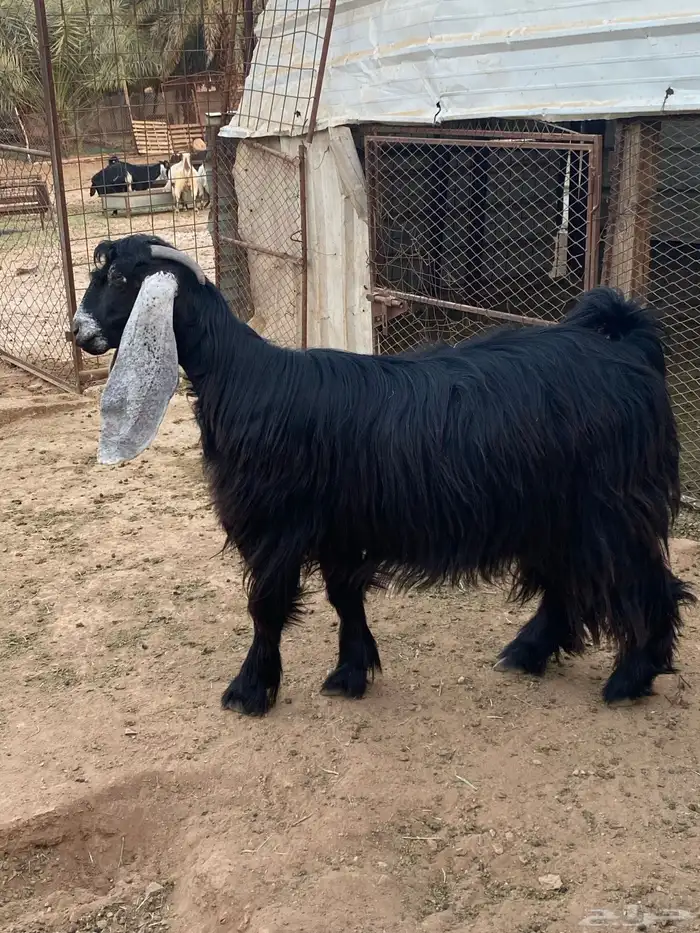 عنز عارضية دافع رباع(تم البيع) 14