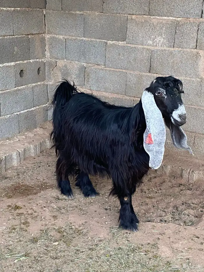 عنز عارضية دافع رباع(تم البيع) 10