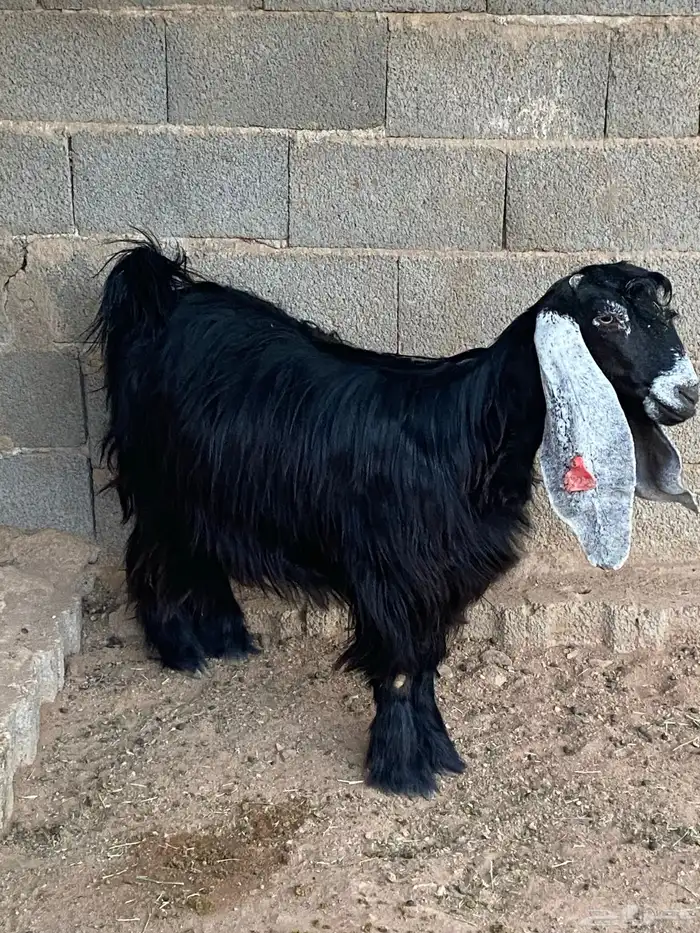 عنز عارضية دافع رباع(تم البيع) 2