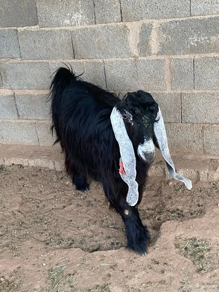 عنز عارضية دافع رباع(تم البيع) 4