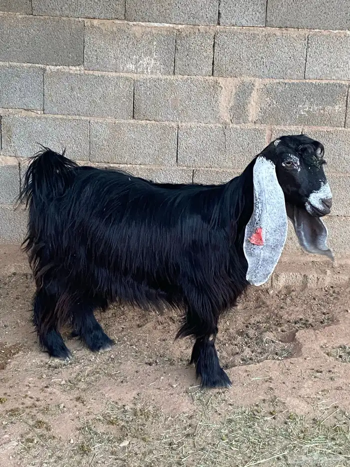 عنز عارضية دافع رباع(تم البيع) 0