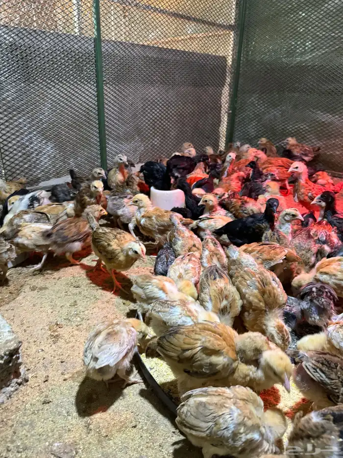 صوص دجاج تركي 2