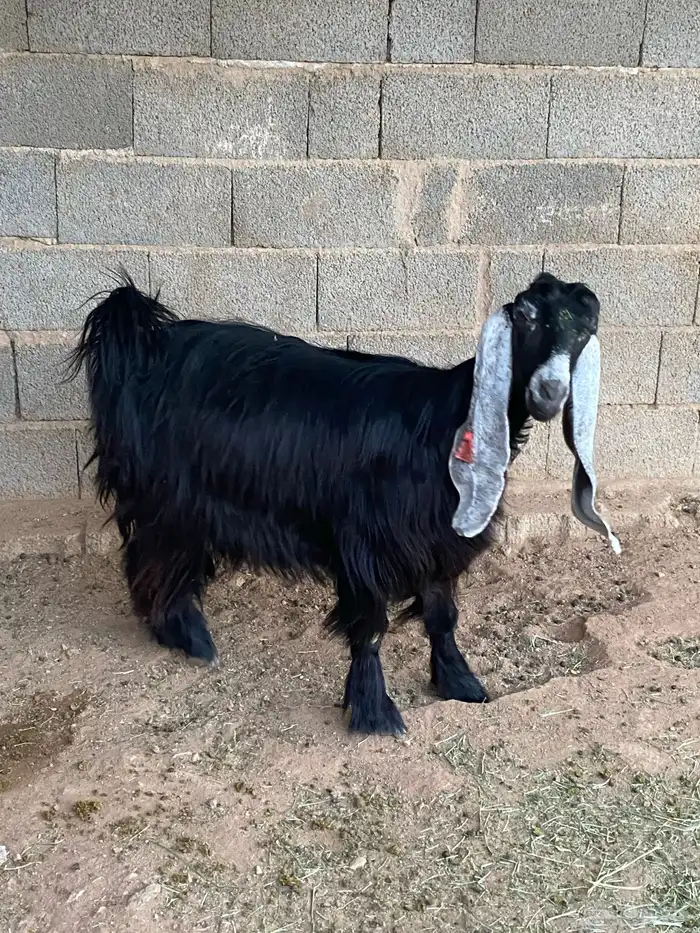 عنز عارضية دافع رباع(تم البيع) 5