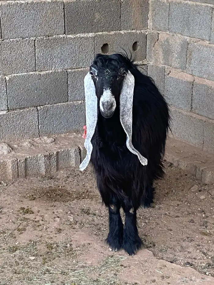 عنز عارضية دافع رباع(تم البيع) 7