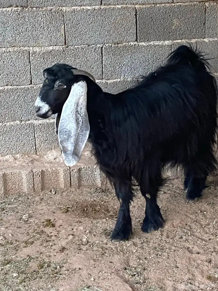 عنز عارضية دافع رباع(تم البيع) 1