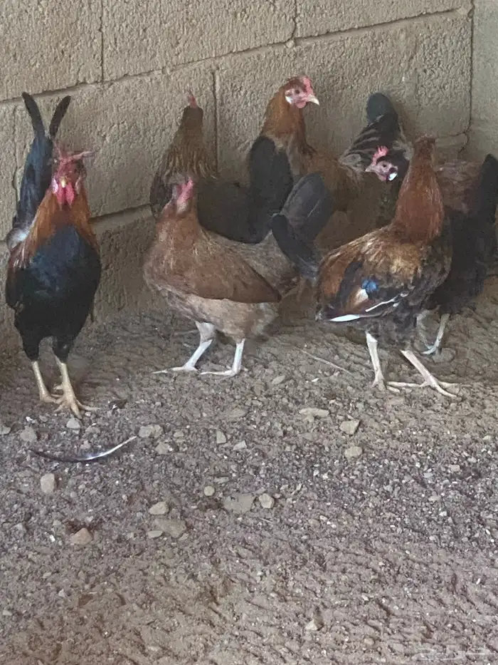 (تم البيع) دجاج عربي للبيع (تم البيع) 3