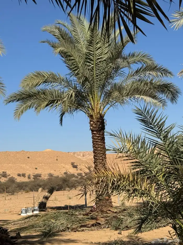 نخيل اشجار شبك مزارع للبيع وتوصل 39