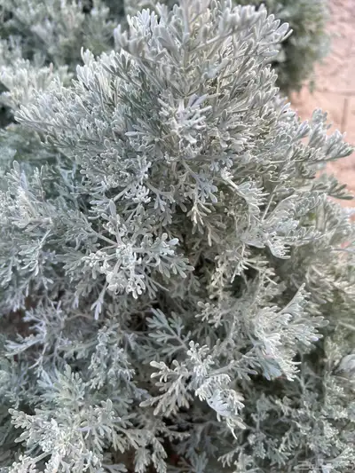 بعيثران طازة أخضر 2