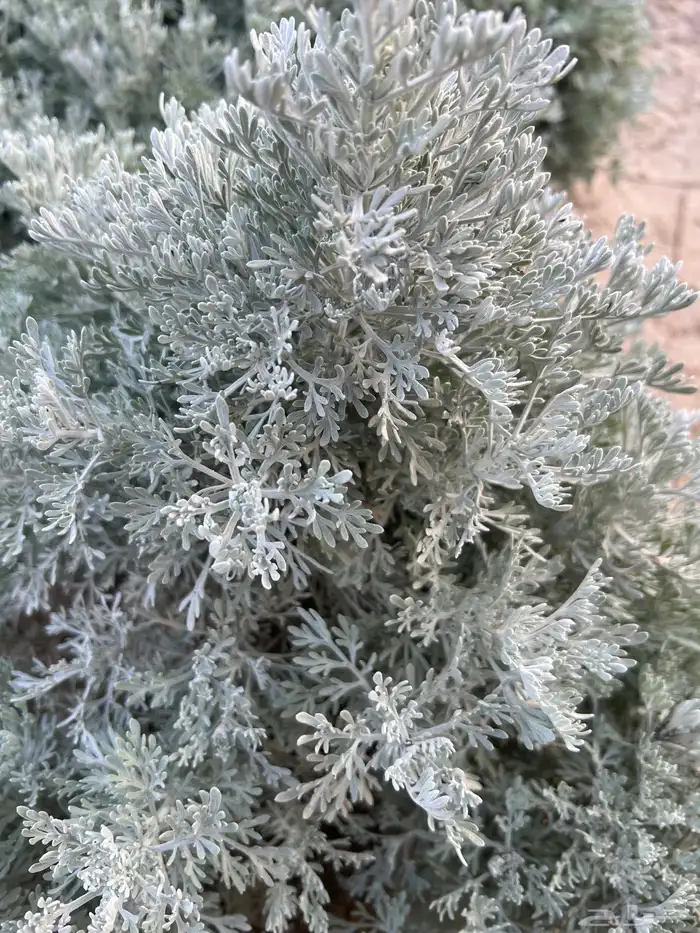 بعيثران طازة أخضر 2