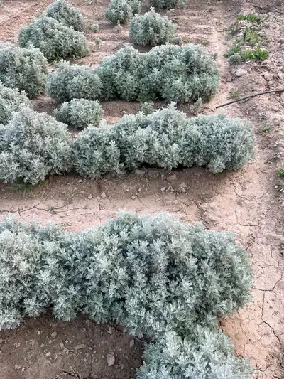 بعيثران طازة أخضر 1