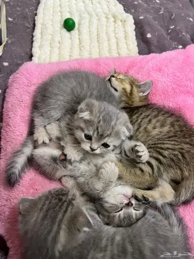 قط ذكر للتزاوج (سكوتش فولد) نوعية ممتازة Scottish Fold 25