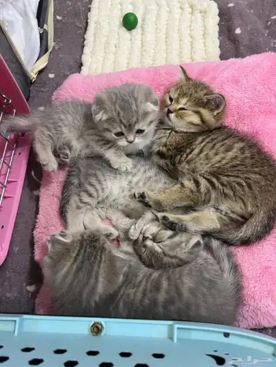 قط ذكر للتزاوج (سكوتش فولد) نوعية ممتازة Scottish Fold 26