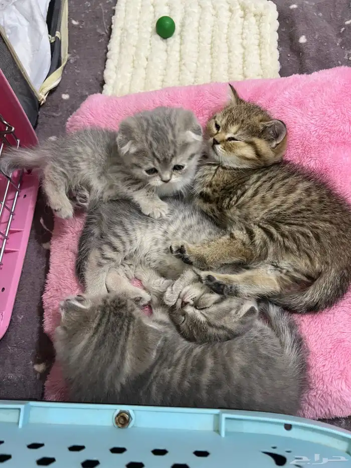 قط ذكر للتزاوج (سكوتش فولد) نوعية ممتازة Scottish Fold 26