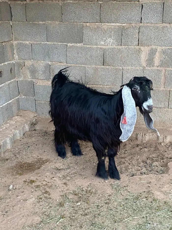 عنز عارضية دافع رباع(تم البيع) 6