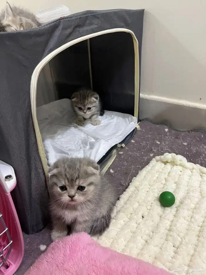 قط ذكر للتزاوج (سكوتش فولد) نوعية ممتازة Scottish Fold 29