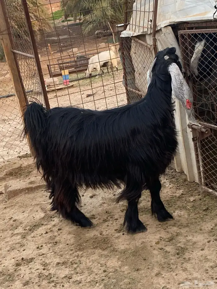 عنز عارضية دافع رباع(تم البيع) 9