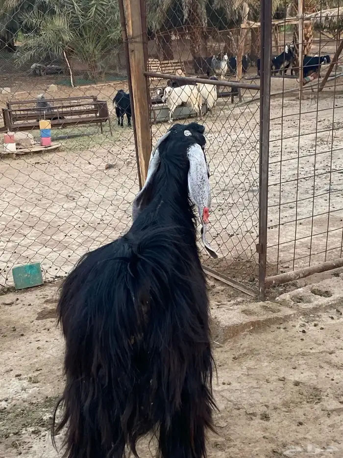 عنز عارضية دافع رباع(تم البيع) 16