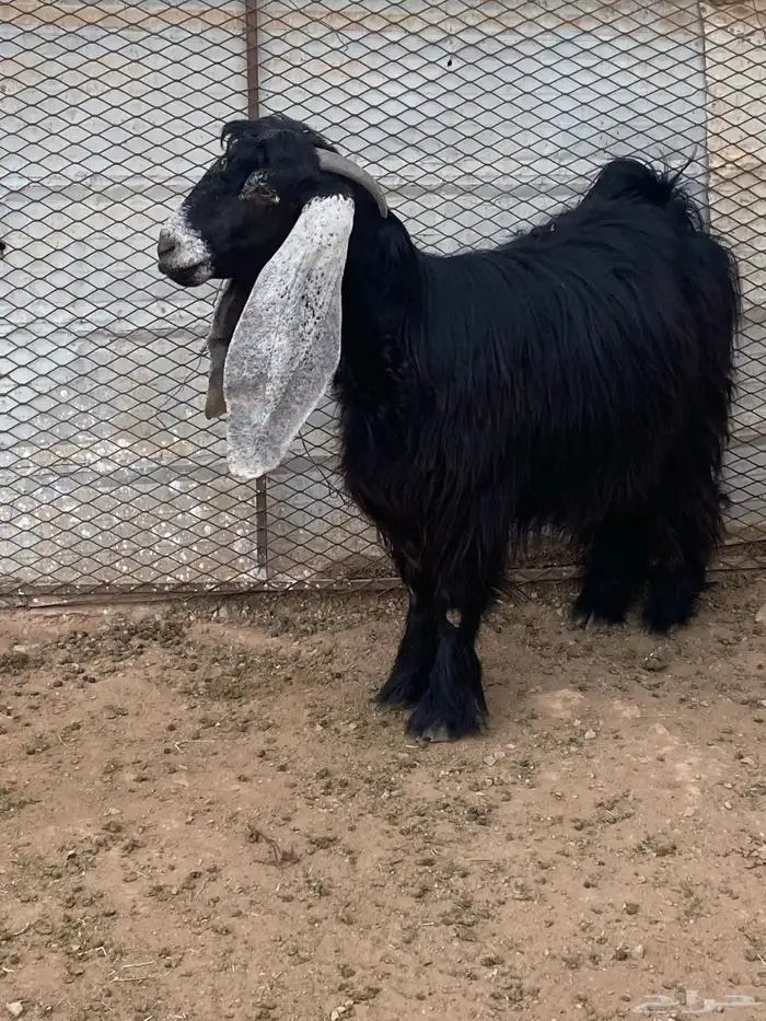 عنز عارضية دافع رباع(تم البيع) 12