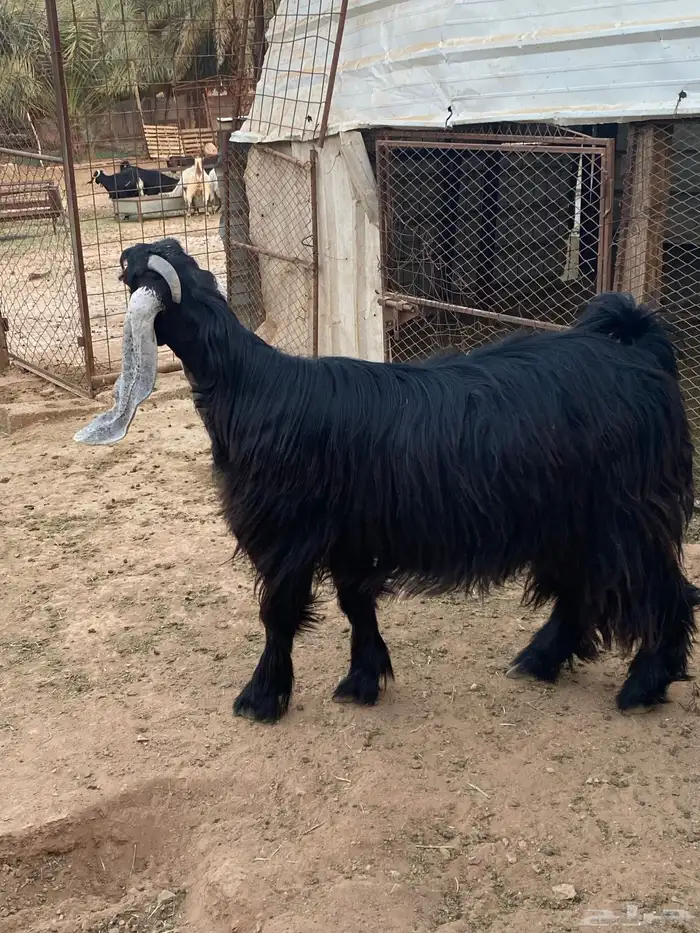 عنز عارضية دافع رباع(تم البيع) 13