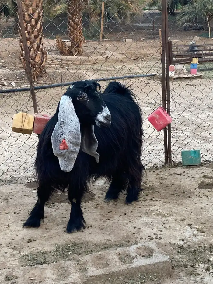 عنز عارضية دافع رباع(تم البيع) 15