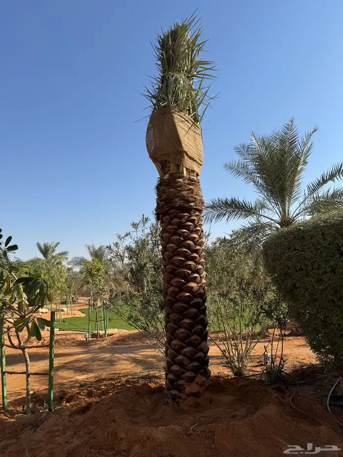 نخيل اشجار شبك مزارع للبيع وتوصل 5