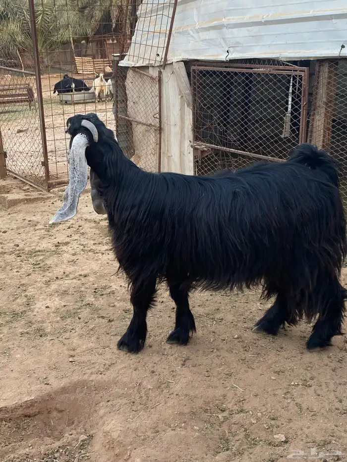 عنز عارضية دافع رباع(تم البيع) 18