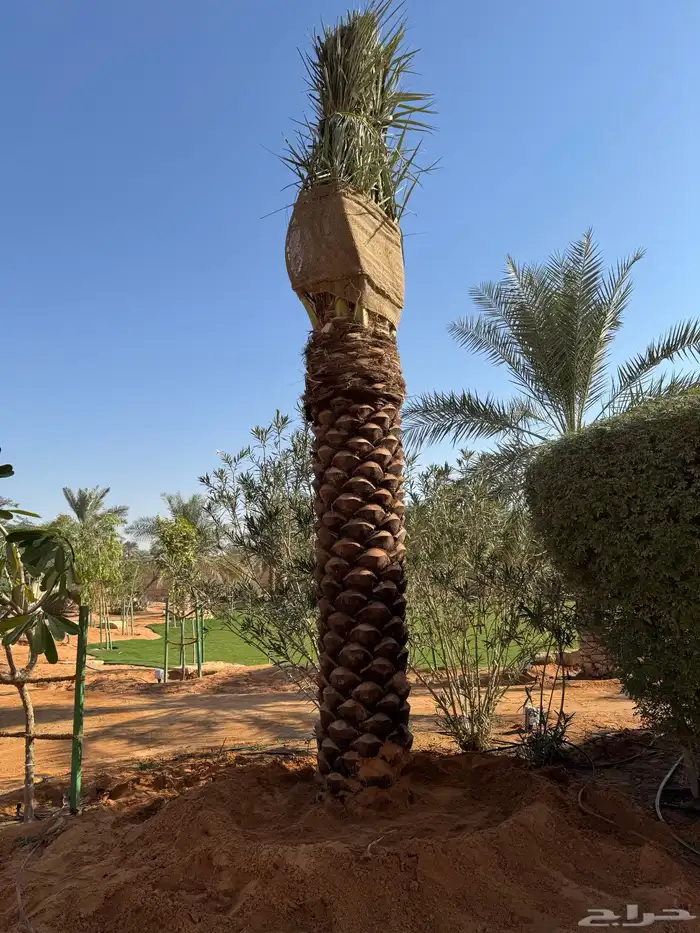 نخيل اشجار شبك مزارع للبيع وتوصل 8