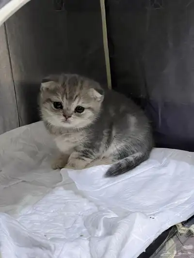 قط ذكر للتزاوج (سكوتش فولد) نوعية ممتازة Scottish Fold 28