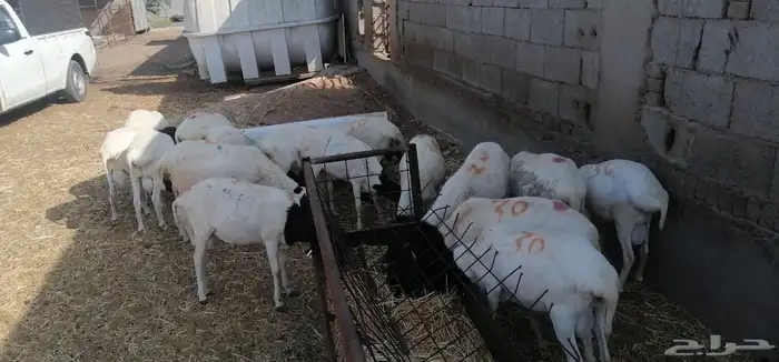 طليان بربري مربى شحم ولحم 2