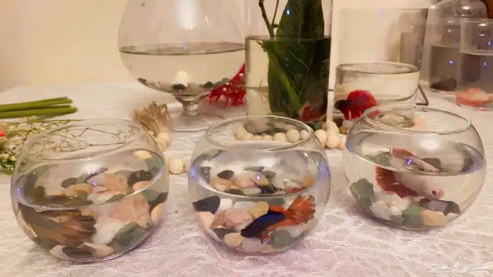 اسماك الفايتر اشكال والوان 9