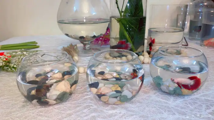 اسماك الفايتر اشكال والوان 13