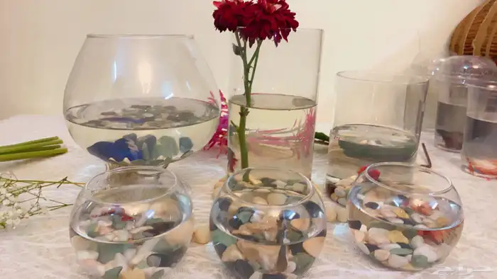 اسماك الفايتر اشكال والوان 12