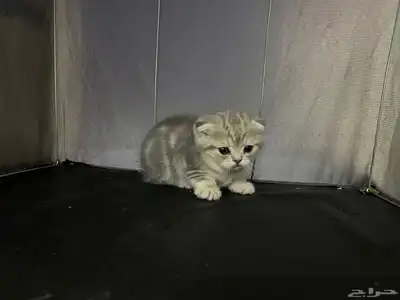 قط ذكر للتزاوج (سكوتش فولد) نوعية ممتازة Scottish Fold 24