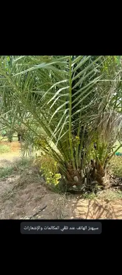 متواجد لدينا نخل للبيع نخل برني صفري عجوه سكري صقعي 3