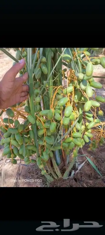 متواجد لدينا نخل للبيع نخل برني صفري عجوه سكري صقعي 1