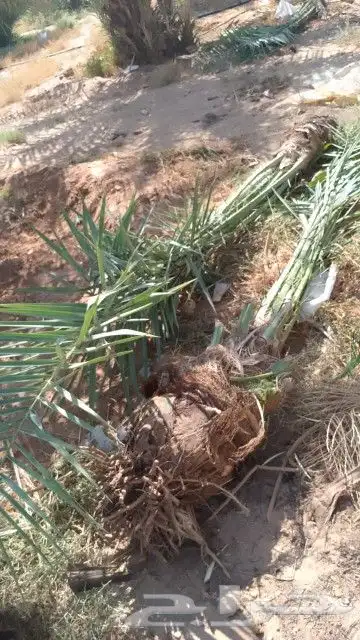 نخل للبيع 3
