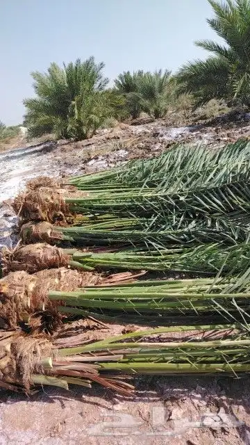 للبيع جميع انواع انخيل وأشجار الزيتون بجميع الحجام 5