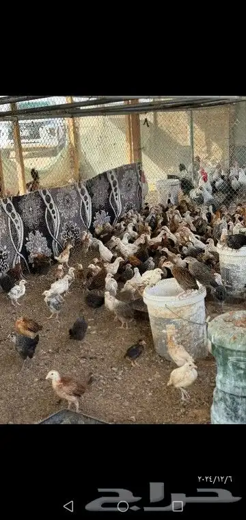 صوص دجاج بلدي عمر شهرين فواتح 0