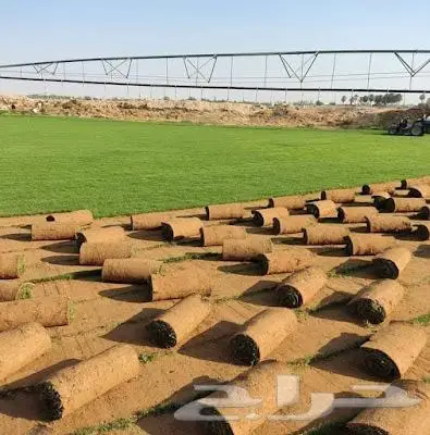 ثيل طبيعي ياباني c2000 فرنسي انتورو تجهيز ملاعب تنسيق حدائق 4
